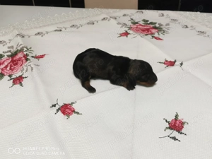 Vand catel teckel pitic - imagine 5