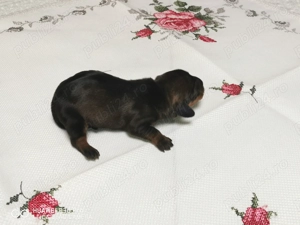 Vand catel teckel pitic - imagine 4