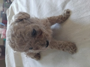 Puiuț de pudel toy crem - imagine 2