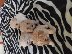 Puiuț de pudel toy crem - imagine 4