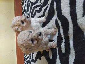 Puiuț de pudel toy crem - imagine 3