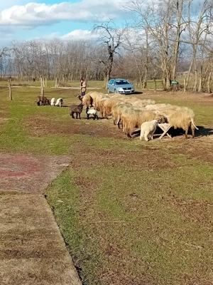 De vânzare  - imagine 4