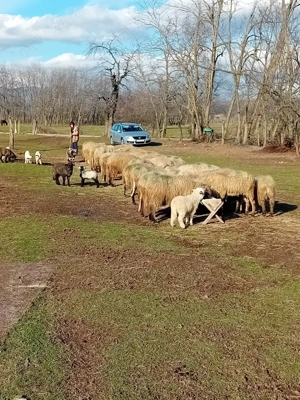 De vânzare  - imagine 3