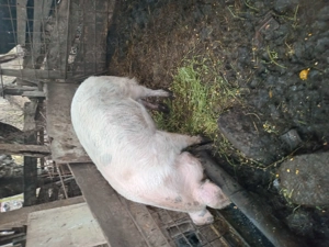 Porc de vinzare - imagine 4