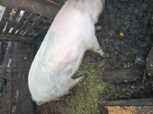 Porc de vinzare - imagine 3