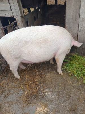 Porc de vinzare - imagine 5