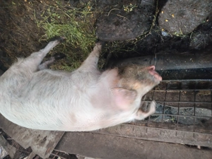 Porc de vinzare - imagine 2