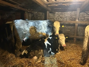 4 vitele 350-450 kg  - imagine 2