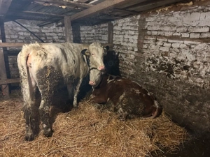 4 vitele 350-450 kg  - imagine 3