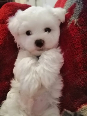 Bichon maltez 