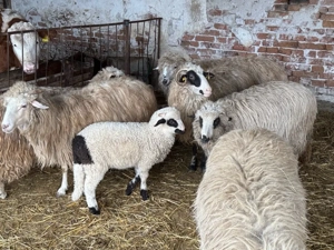 Vând oi tinere cu miei