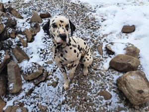 Câine dalmațian de vânzare