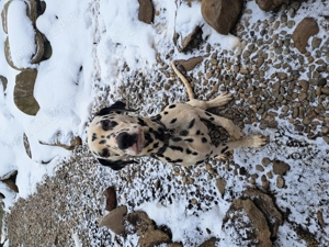 Câine dalmațian de vânzare - imagine 3