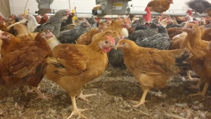 Dragi  nostri clienti începând cu data de  Luni, 23 februarie  Pui rasa mixta Kabir vor avea 1,100g  - imagine 2