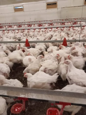 Dragi  nostri clienti începând cu data de  Luni, 23 februarie  Pui rasa mixta Kabir vor avea 1,100g  - imagine 4