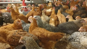 Dragi  nostri clienti începând cu data de  Luni, 23 februarie  Pui rasa mixta Kabir vor avea 1,100g  - imagine 3