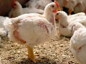 Dragi  nostri clienti începând cu data de  Luni, 23 februarie  Pui rasa mixta Kabir vor avea 1,100g 