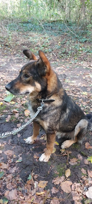 Cățel adopție  - imagine 3