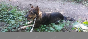 Cățel adopție  - imagine 2