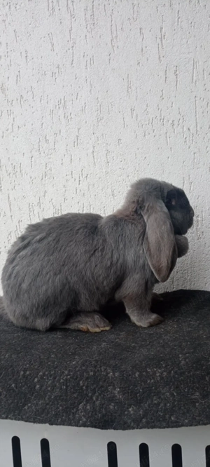 Femele adulte - imagine 3