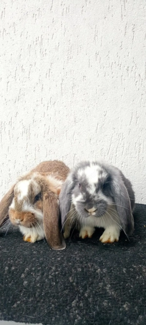 Femele adulte - imagine 2