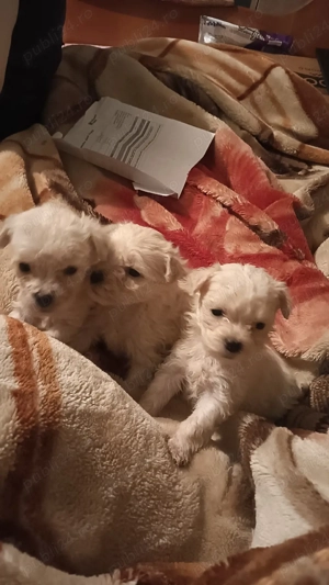 Bichion maltez  - imagine 3