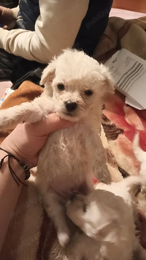 Bichion maltez  - imagine 4