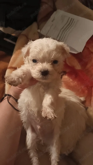 Bichion maltez  - imagine 2