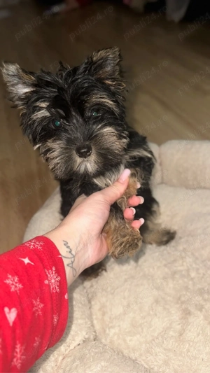 Yorkshire terrier mascul