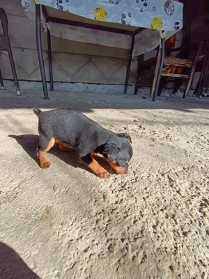 Pui Pinscher pitic  - imagine 3