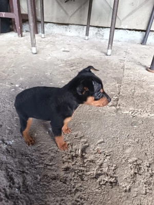 Pui Pinscher pitic  - imagine 2