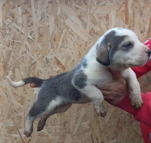 Căței Ciobănesc de Asia Centrală 