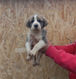 Căței Ciobănesc de Asia Centrală  - imagine 3