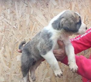 Căței Ciobănesc de Asia Centrală  - imagine 2