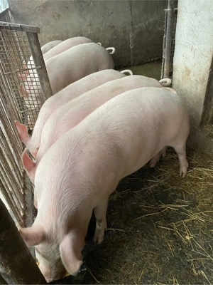 vand porci  - imagine 4
