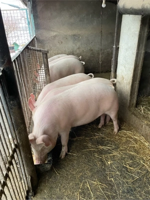 vand porci  - imagine 5