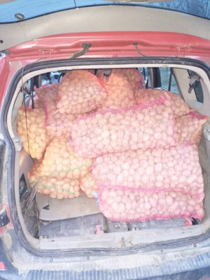 cartofi de sămânță covasna - imagine 2