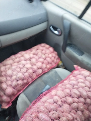 cartofi de sămânță covasna - imagine 3