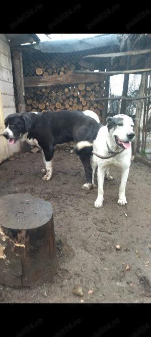 Căței Ciobănesc de Asia Centrală  - imagine 4