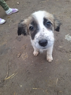 Donez catelusa 4 luni, talie mica medie