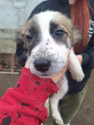 Donez catelusa 4 luni, talie mica medie - imagine 2