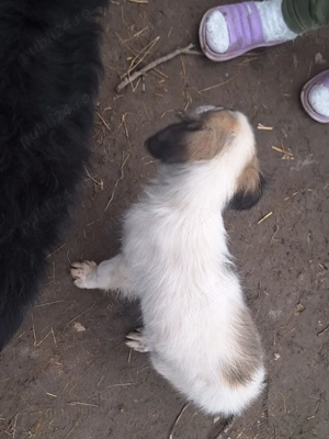 Donez catelusa 4 luni, talie mica medie - imagine 3