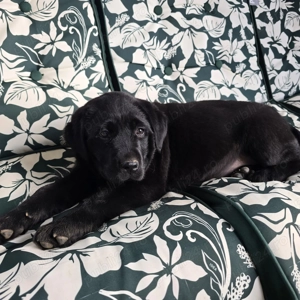 Labrador Retriever - imagine 2