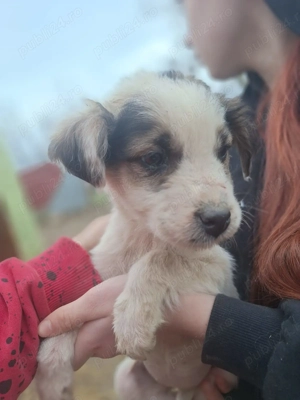 Donez catelusa talie mica medie 4 luni