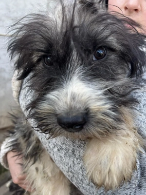 Donez baiat talie medie, 5 luni