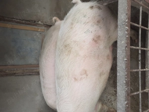 300 350 kg 13 lei kg