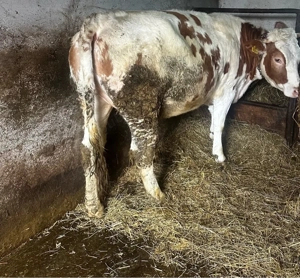 juninca gestanta  - imagine 2