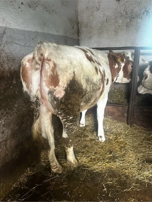 juninca gestanta  - imagine 3