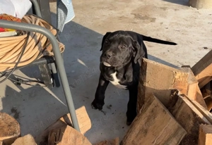 Cane Corso Black femele - imagine 2