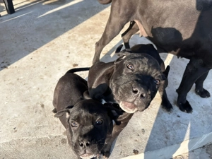 Cane Corso Black femele